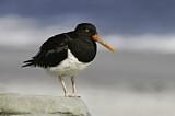 Image. Magellanic Oystercatcher
