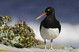 Image. Magellanic Oystercatcher