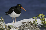 Image. Magellanic Oystercatcher