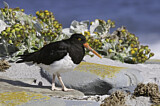 Image. Magellanic Oystercatcher