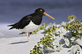 Image. Magellanic Oystercatcher