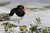 Image. Magellanic Oystercatcher