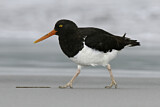 Image. Magellanic Oystercatcher