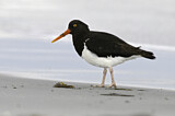 Image. Magellanic Oystercatcher