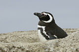 Image. Magellanic Penguin