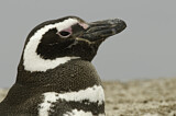 Image. Magellanic Penguin