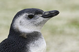 Image. Magellanic Penguin