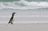 Image. Magellanic Penguin