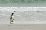 Image. Magellanic Penguin