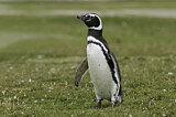 Image. Magellanic Penguin