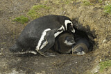 Image. Magellanic Penguin