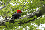 Image. Magellanic Woodpecker
