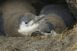 Image. Magellanpinguin