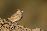 Image. Maghreb Lark