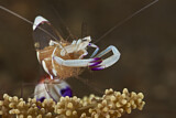 Image. Magnificent Anemone Shrimp