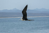Image. Magnificent Frigatebird