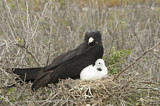 Image. Magnificent Frigatebird