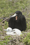 Image. Magnificent Frigatebird