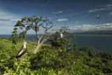 Image. Magnificent Frigatebird