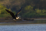 Image. Magnificent Frigatebird