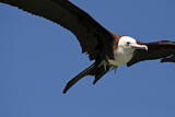 Image. Magnificent Frigatebird