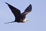 Image. Magnificent Frigatebird