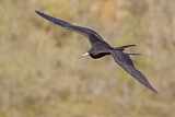 Image. Magnificent Frigatebird