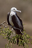 Image. Magnificent Frigatebird
