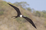 Image. Magnificent Frigatebird