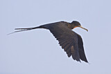 Image. Magnificent Frigatebird