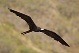 Image. Magnificent Frigatebird