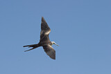 Image. Magnificent Frigatebird