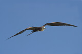 Image. Magnificent Frigatebird