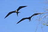 Image. Magnificent Frigatebird