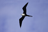 Image. Magnificent Frigatebird