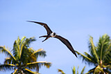 Image. Magnificent Frigatebird