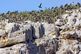 Image. Magnificent Frigatebird