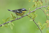 Image. Magnolia Warbler