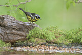Image. Magnolia Warbler