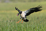 Image. Magpie Goose