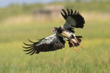 Image. Magpie Goose