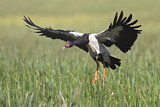 Image. Magpie Goose