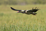 Image. Magpie Goose
