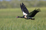 Image. Magpie Goose