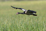 Image. Magpie Goose