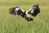 Image. Magpie Goose