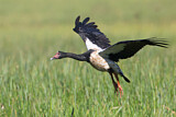 Image. Magpie Goose