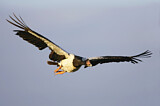 Image. Magpie Goose