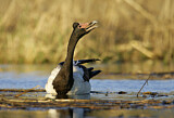Image. Magpie Goose