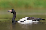 Image. Magpie Goose